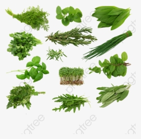 Herbs Grass Spices Png - Kind Of Herb, Transparent Png, Free Download