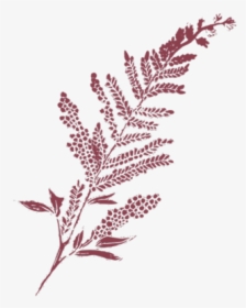 Film And Foliage Fern Maroon Left - Pine, HD Png Download, Free Download