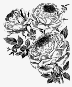 Transparent Rose Clipart Black And White Png - Iron Orchid Designs Transfers Farm, Png Download, Free Download