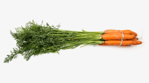 Grass, HD Png Download, Free Download