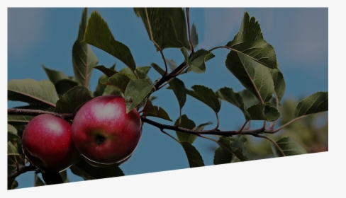 Transparent Green Apples Png - Mcintosh, Png Download, Free Download