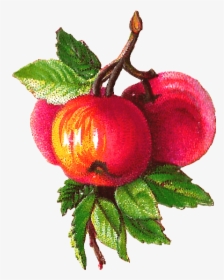 Apples Branch Victorian Vintage - Apples On A Branch Png, Transparent Png, Free Download