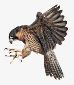 Falcon Png Image Background - Peregrine Falcon Claws Out, Transparent Png, Free Download