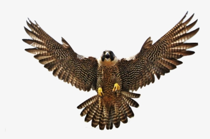 Falcon With Spread Wings, HD Png Download, Free Download