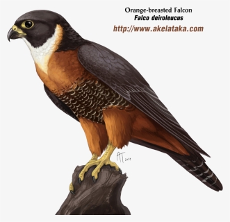 Falcon Png Photos - Falcon Png, Transparent Png, Free Download