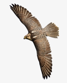 Falcon Png Picture - Wild Bird Png, Transparent Png, Free Download