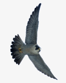 Transparent Peregrine Falcon Png - Transparent Falcon Png, Png Download, Free Download