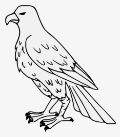 Falcon Png, Transparent Png, Free Download