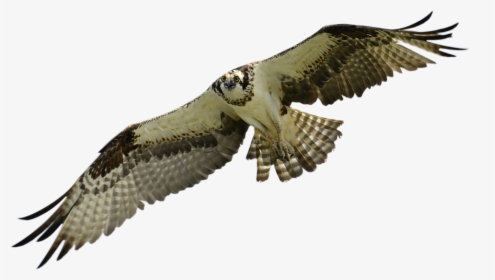 Bird, Falcon, Hawk, Animal, Sky, Nature, Falconry - Seahawk Bird, HD Png Download, Free Download