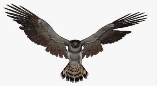 Free Png Download Falcon Png Images Background Png - Falcon Transparent Background, Png Download, Free Download