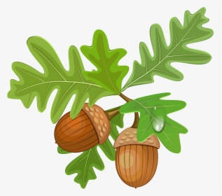 Acorn Png Image - Acorn With Leaves Clipart, Transparent Png, Free Download