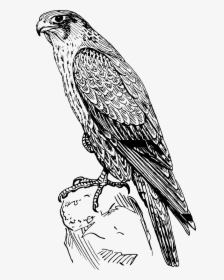 Falcon Clipart Peregrine Falcon - Peregrine Falcon Black And White, HD Png Download, Free Download