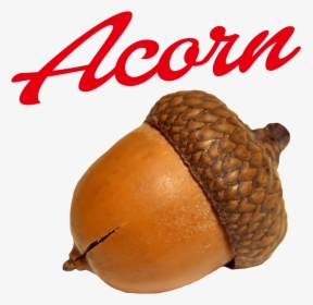 Acorn Png Image - Oak Nut, Transparent Png, Free Download
