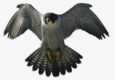 Peregrine Falcon Cool, HD Png Download, Free Download