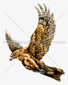 Flying Falcon Art, HD Png Download, Free Download