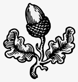 Coat Of Arms Acorn, HD Png Download, Free Download
