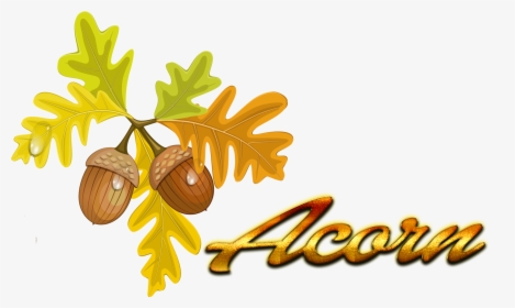 Acorn Autumn Leaf Color Quercus Cerris Clip Art - Clear Background Fall Leaves Clip Art, HD Png Download, Free Download
