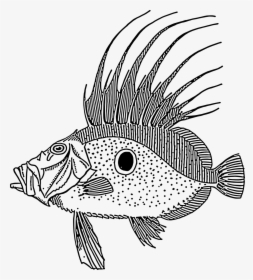 Dory Fish Svg Clip Arts - John Dory Fish Vector, HD Png Download, Free Download