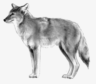 Coyote - Czechoslovakian Wolfdog, HD Png Download, Free Download