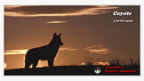 Coyote, HD Png Download, Free Download