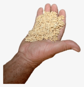 Rice In Hand - Hand With Rice Grain Png, Transparent Png, Free Download
