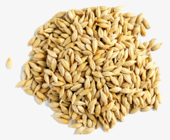 Barley Grain Png Free Download - Barley Wheat, Transparent Png, Free Download