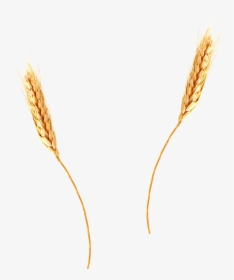 Wheat Png - Wheat Straw Transparent Background, Png Download, Free Download