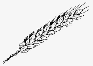 Wheat Grain Free Content Clip Art Cliparts Transparent - Wheat Black On White, HD Png Download, Free Download