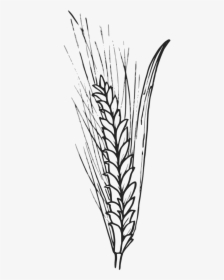 Wheat Outline Transparent, HD Png Download, Free Download