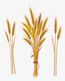 Grains Clipart Wheat Stock - Wheat Stock, HD Png Download, Free Download
