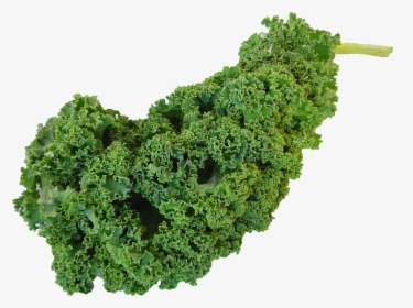 Kale Png Clipart - Transparent Background Vegetable Png, Png Download, Free Download