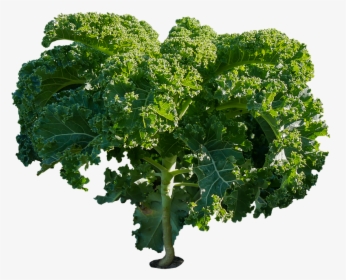 Eat, Food, Vegetables, Kale, Kohl, Agriculture, Healthy - Kale Plant Png, Transparent Png, Free Download