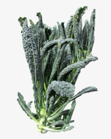 Vegetable, Kale, Organic - Kale Plant Png, Transparent Png, Free Download
