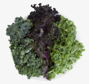 Curly Kale , Png Download - Cruciferous Vegetables, Transparent Png, Free Download