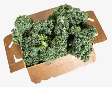 Broccoli, HD Png Download, Free Download