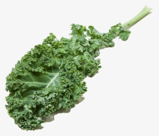 Curly Kale, HD Png Download, Free Download