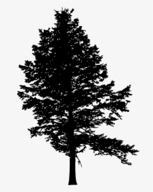Pine Fir Tree Silhouette Drawing - Pine Tree Silhouette Illustration, HD Png Download, Free Download