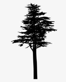 Pine Silhouette Trees Transparent, HD Png Download, Free Download