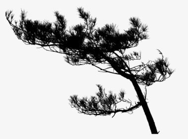 High Resolution Tree Silhouette, HD Png Download, Free Download