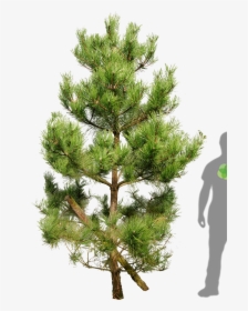 Tall Pine Tree Silhouette Png For Kids Skinny Tree - Pinus Tree Png, Transparent Png, Free Download