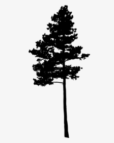Pine Tree Silhouette Png, Transparent Png, Free Download