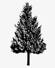Tree Branch Silhouette Woody Plant Oak - Trees Illustration Black And White, HD Png Download, Free Download