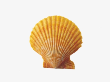 Shell - Clam Shell Transparent Background, HD Png Download, Free Download