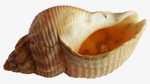 Shell Png, Transparent Png, Free Download