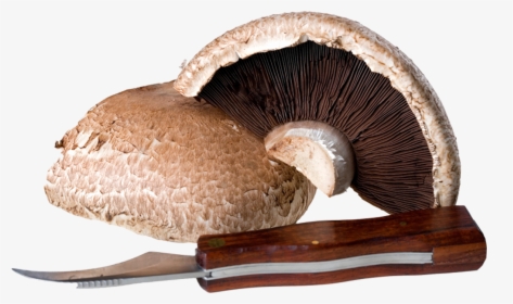 Skogschampinjon, HD Png Download, Free Download