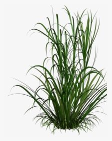 Grasses Grass Free Download Image Clipart - Purple Grass Background Transparent, HD Png Download, Free Download