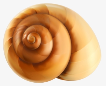 Snail Shell Png , Png Download - Snail Shell Clipart Png, Transparent Png, Free Download