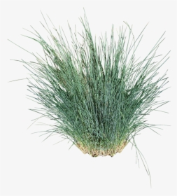 Ornamental Grass Cut Out, HD Png Download, Free Download