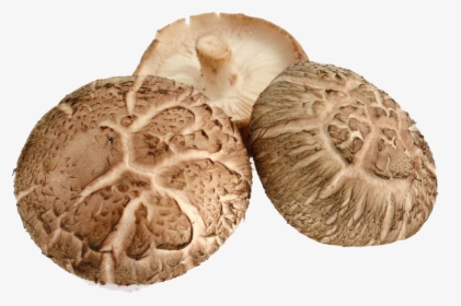 Shiitake Png, Transparent Png, Free Download