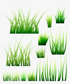 Grass, Green Blades, Meadow, Nature, Plant, Grasses - Verde Pasto Vector, HD Png Download, Free Download